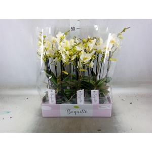 Phalaenopsis multi.   ...white