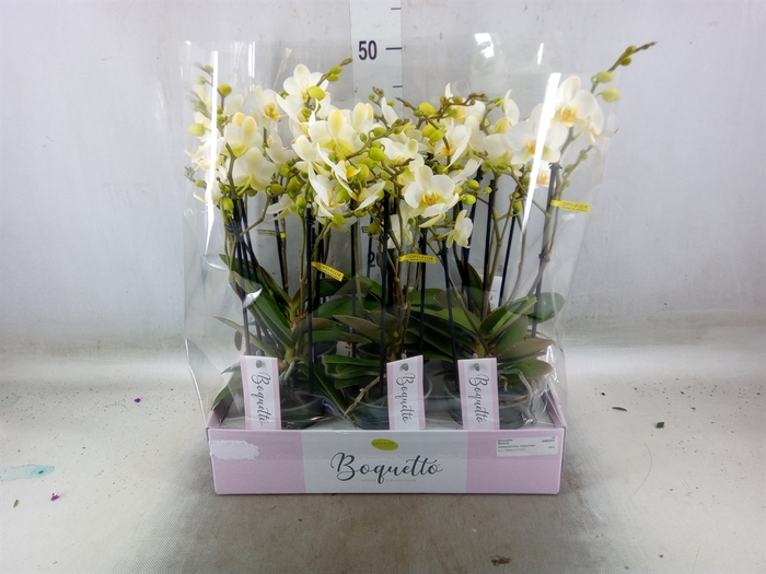 <h4>Phalaenopsis multi.   ...white</h4>