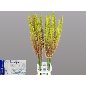 EREMURUS CLEOPATRA