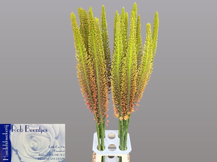 <h4>EREMURUS CLEOPATRA</h4>