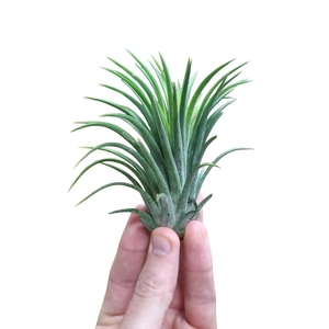 Tillandsia ionantha rubra green xxl