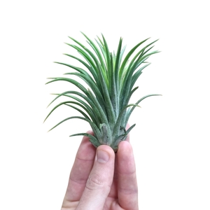 Tillandsia ionantha rubra green xxl