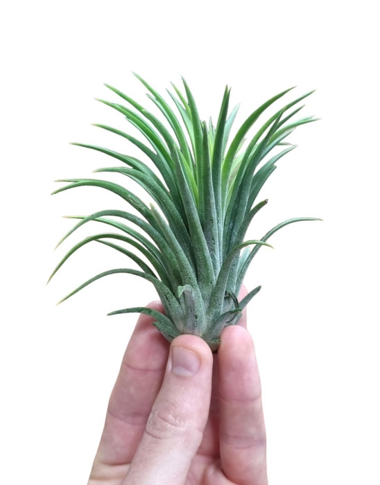 <h4>Tillandsia ionantha rubra green xxl</h4>
