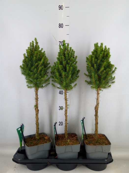 <h4>Picea glauca 'Perfecta'</h4>