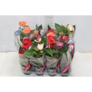 ANTHURIUM VARIADO P09
