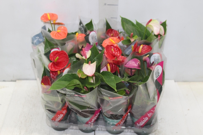 <h4>ANTHURIUM VARIADO P09</h4>