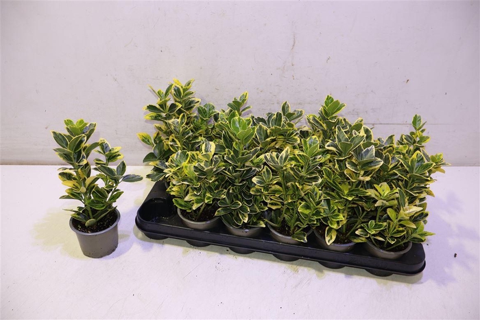 <h4>Euonymus Ja Ova Aure</h4>