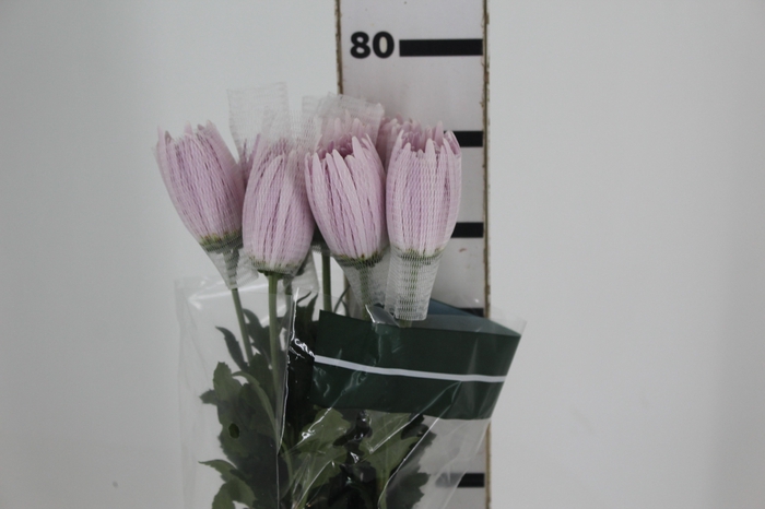 <h4>ANASTASIA ROSE 080 CM LILAS</h4>