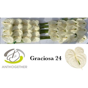 ANTH A GRACIOSA 24 smart pack
