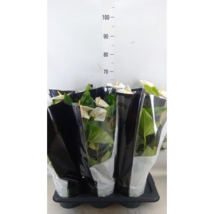 Anthurium andr. 'Alaska'