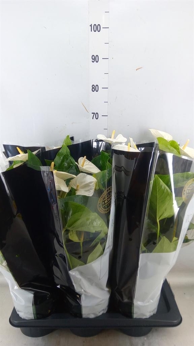 <h4>Anthurium andr. 'Alaska'</h4>