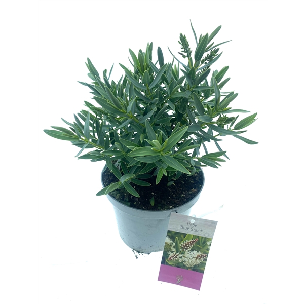 <h4>Hebe 'Blue Star'</h4>