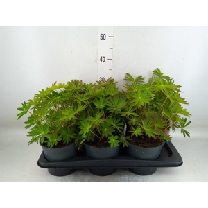 Lupinus polyp. 'Lupini Pink Shades'