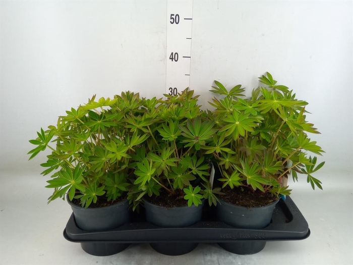 <h4>Lupinus polyp. 'Lupini Pink Shades'</h4>