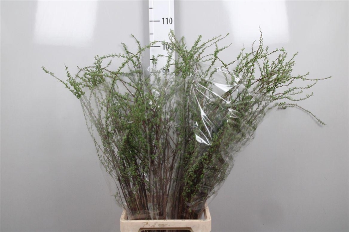 <h4>Spir C Grefsheim</h4>