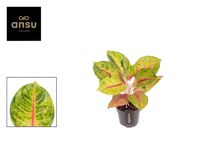 <h4>Aglaonema overig</h4>