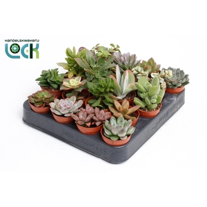 Succulenten Mix UK