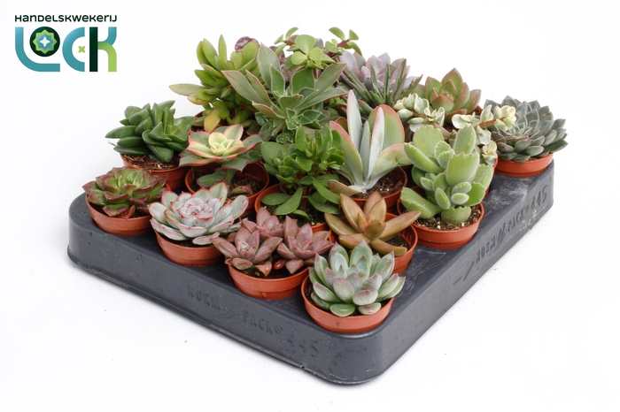 <h4>Succulenten Mix UK</h4>
