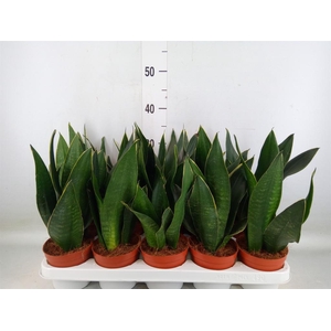 Sansevieria trifa.   ...