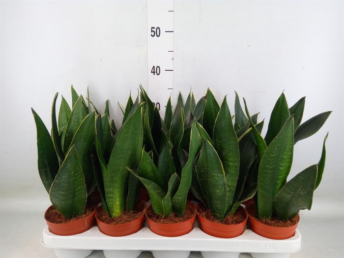 <h4>Sansevieria trifa.   ...</h4>