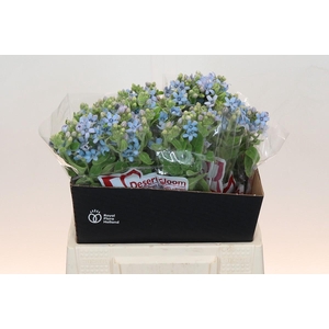 Oxypetalum Tweedia Blue