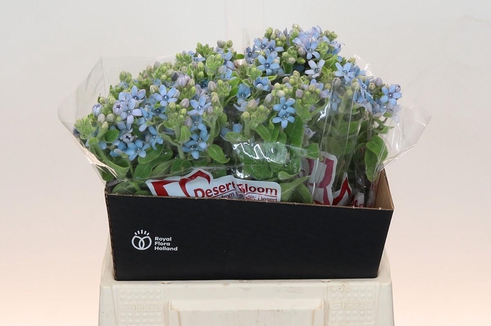 <h4>Oxypetalum Tweedia Blue</h4>