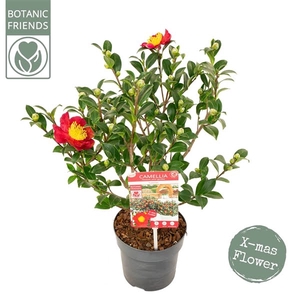 Camellia sas. 'Yuletide' Premium