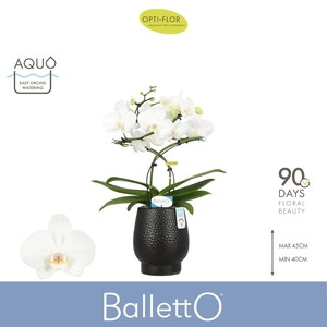 Balletto Wing 2 spike in Abruzzo Black Aquo
