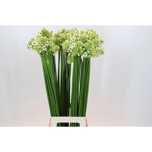 Ornithogalum Saundersiae