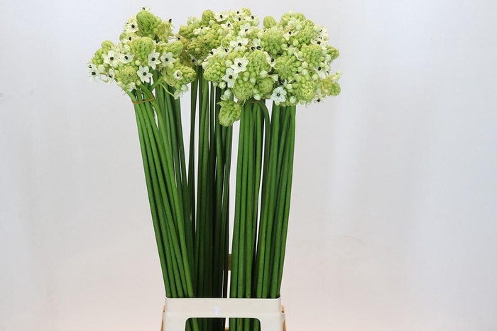 <h4>Ornithogalum Saundersiae</h4>