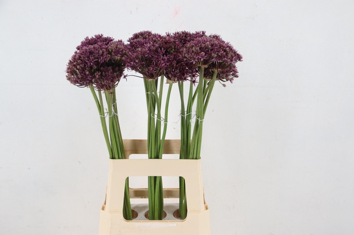 <h4>ALLIUM  MIAMI</h4>