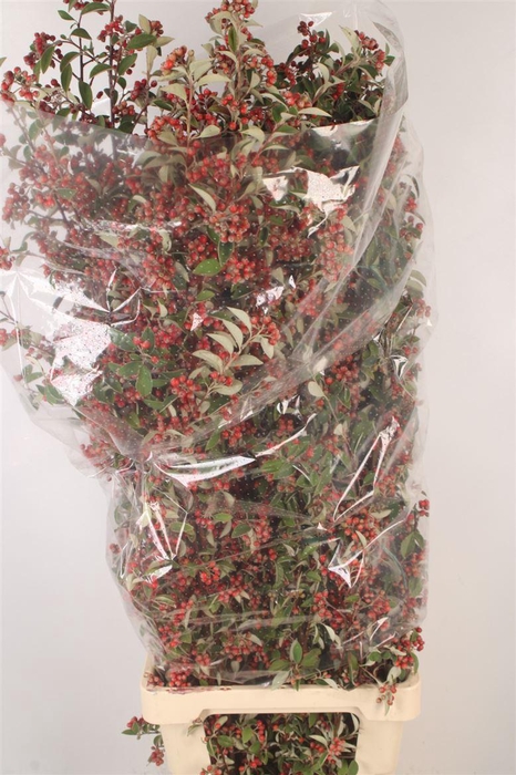 <h4>Cotoneaster Per Bunch</h4>