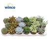 Sierra's® - Sevilla Succulent Mix (Deluxe)