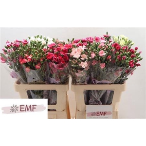 Di Te Solom Gem Fust