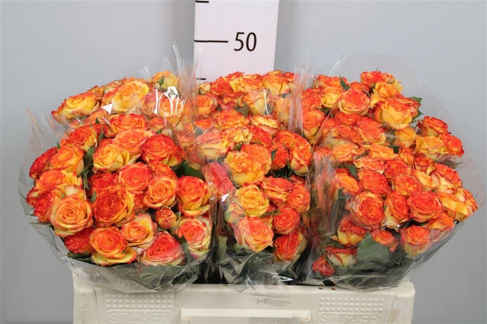 <h4>R Tr Eyeliner</h4>