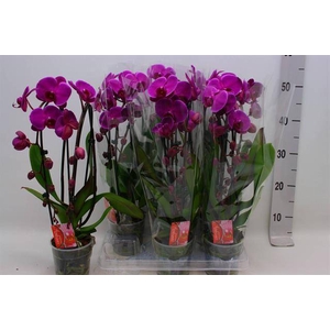 Phalaenopsis Elegans Cascade 12Ø 45cm 2st 18fl