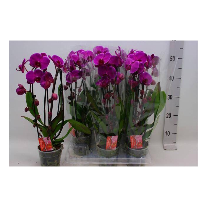 <h4>Phalaenopsis Elegans Cascade 12Ø 45cm 2st 18fl</h4>