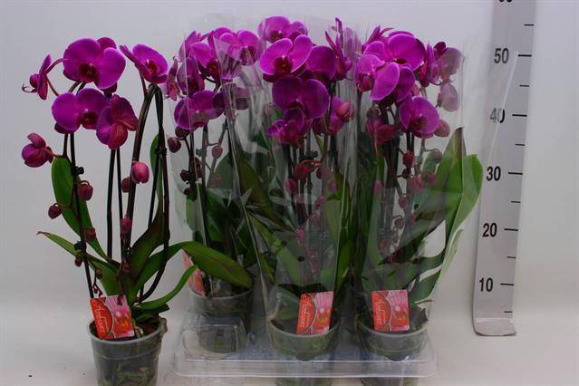 <h4>PHAL CASCADE PURPLE 2 TAK</h4>