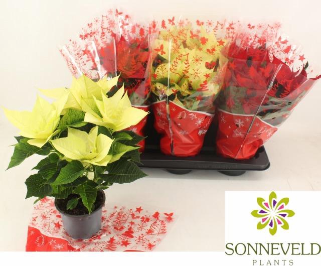 <h4>EUPHOR P GEM M KL</h4>