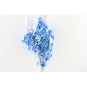 Dried Lunaria L Blue Bunch Poly