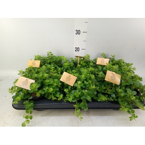 Peperomia rotundifolia