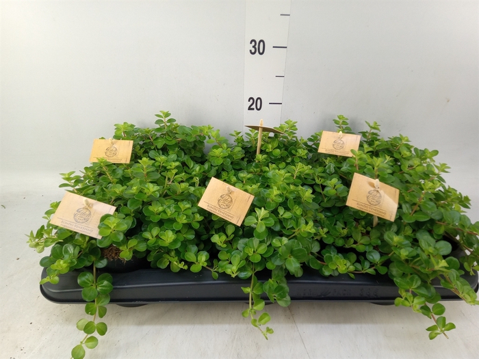 <h4>Peperomia rotundifolia</h4>