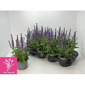 SALVIA NE SE DP BLUE