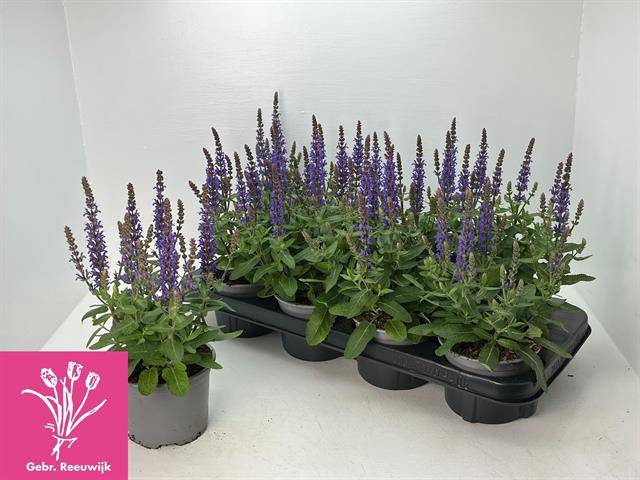 <h4>SALVIA NE SE DP BLUE</h4>