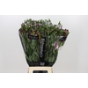 Alstroemeria Shiny Purple