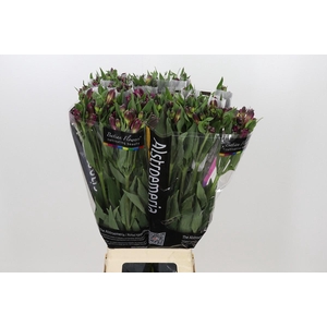 Alstroemeria Shiny Purple