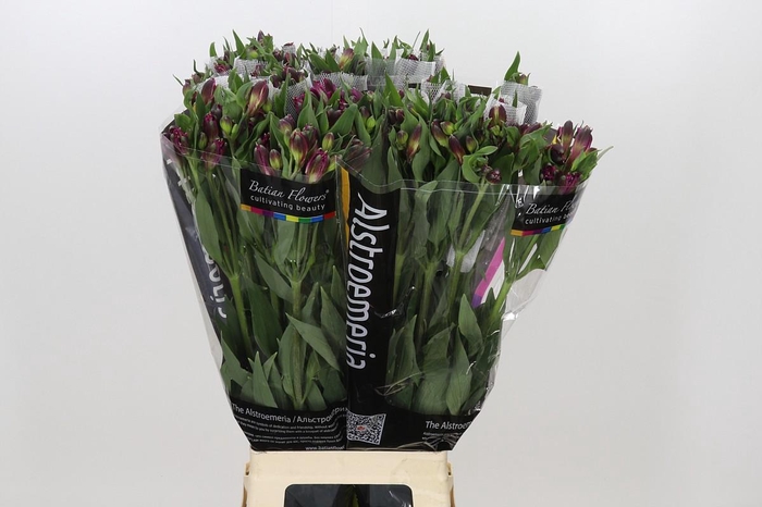 <h4>Alstroemeria Shiny Purple</h4>