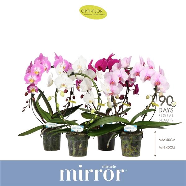 <h4>Phalaenopsis gemengd 3 kleuren</h4>