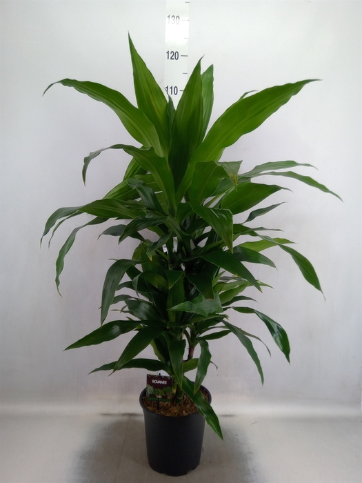 <h4>Dracaena frag. 'Janet Craig'</h4>