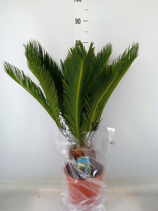 <h4>Cycas revoluta</h4>